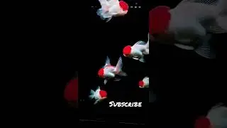 Red Cap Oranda Goldfish #fish #trending #viral #youtubeshorts #fishtank #aquarium #fishlover