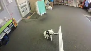 20240417 Poplar works on jump #cat #fosteringsaveslives #kitten #fosterfail #clickertraining