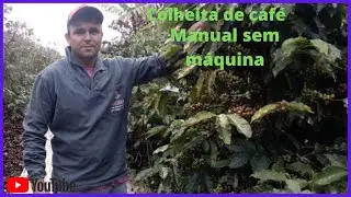 COMO colher CAFÉ-MANUAL sem MÁQUINA- COMO limpar os panos de café com rápido usando uma ferramenta