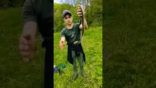 Șarpele lui Esculap #documentary #animals #snake#snakebite #cuteanimals #reptiles #viralvideo #short