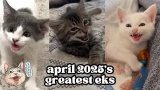 ekekekkekkek compilation - BEST Cat Chirping, Chittering Chattering Clicking of April 2025