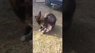 Comedy videos #ytshorts #dailyvideo #trending #highlights #famous #jaipur #shorts #comedy #rabbit 