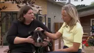 More than &pound;1 million raised after blaze at Manchester Dogs' Home kills more than 60 animals