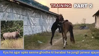 Part 2 - Training of a Filly | How to train your young horse easily.