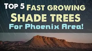 Top 5 - Fast Growing Shade Trees for the Phoenix Area