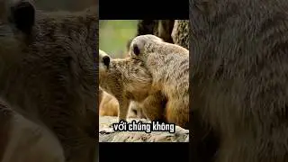 Những lo&agrave;i động vật c&oacute; thể chết v&igrave; thất t&igrave;nh