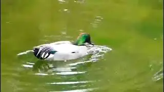 Falcated Duck  Mareca falcata