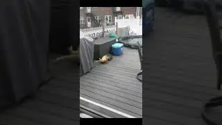 Slow motion Cat fight. Two masters of Cat-rate defying gravity and going at it.