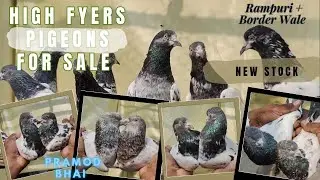 High Flyers Pigeons For Sale | Pramod Bhai Nalasopara (E) : 9136228623