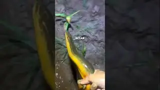 MENANGKAP BANYAK BELUT MONSTER DI KEBUN JAGUNG