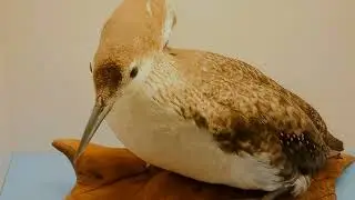 WHITE MEMORIAL BIRDS PART 1