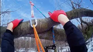 Tree climbing with redirection to the central climbing axis.Wspinanie i przekierowanie #treeclimbing