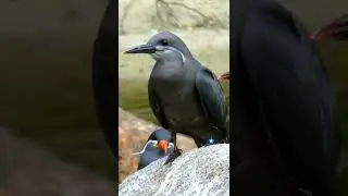 Inca tern bird