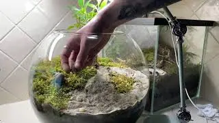MAKING MY TEMNOTHORAX NATURAL BIOACTIVE TERRARIUM