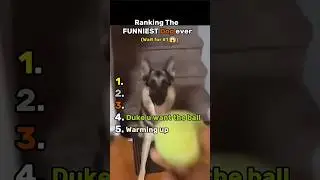 Ranking Funniest Dog Food Small Bite #dog #funny #ranking #animals #shorts