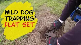 Wild Dog Trap! How I do a 