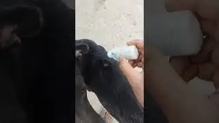Treating Street dog's wound. #govegan #dog #doglover #treatment #help #compassion #shorts #vegan