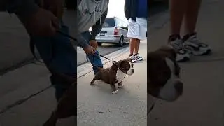 American micro bully lilac tricolor 3 months old Antraxline Berlin