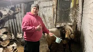 Таких у нас ещё не было! Забрали Цезаря в сарай!