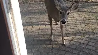 Deer Visits.