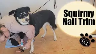 Squirmy Nail / Claw Trim - Clipping & Grinding a Reluctant Large Dog - Gina's Grooming