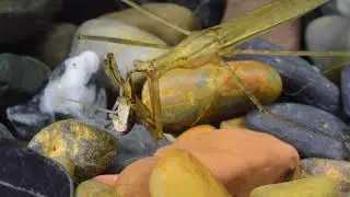 The prey of water stick insect (Ranatra linearis, Nepidae)/V&iacute;zi botpoloska zs&aacute;km&aacute;nyszerz&eacute;se