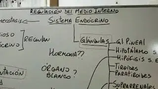 Sistema endocrino