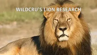 A decade of African lion research and conservation