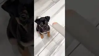 My new puppy&rsquo;s first pupsicles 🐶 they were a hit! #newpuppy #adopteddog #dogrecipes #dogtreats