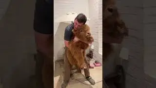 Baby Cow Hugs
