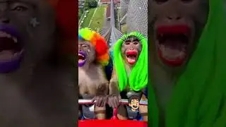 These monkeys were not ready for the drop🐒😂🎢#monkey #screaming #rollercoaster #funny #shorts