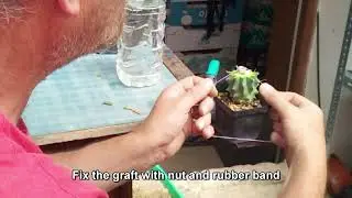 Grafting Digitostigma scions on different stocks