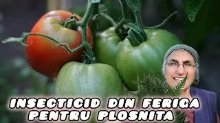 Insecticid din feriga pentru plosnita tomatelor după reteta Mamei