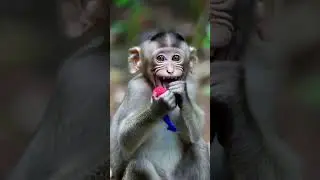 monkey #shortstory #1mviewers