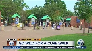go wild for cure/lupus walk