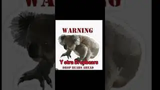 Dropbears🐨🩸... #dropbear #shorts #terror #koala