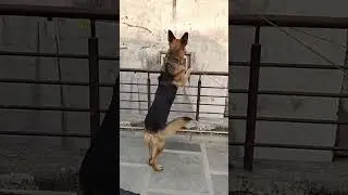 German shepherd dog ka daily routine 😂#dog#dogs#pets