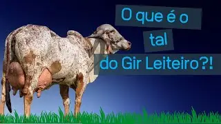 GIR LEITEIRO: aprenda a diferença entre Gir Leiteiro e Gir Dupla Aptidão