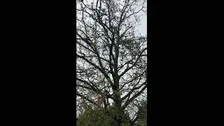 Bite-sized nature, crazy Aussie early morning bird calls, Sound On! #shorts