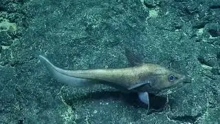 Diversity of Deep Sea Fish from Papahānaumokuākea | Nautilus Live