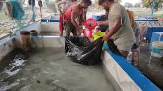 IMC fish catching in Big tank / Indian major carp fish / 2023