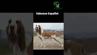 Historia bien contada del Sabueso Fino Colombiano 🇨🇴🇨🇴🇨🇴🇨🇴