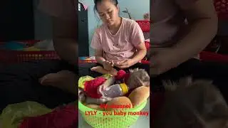 Baby monkey LyLy is so cute sleeping 😴 #monkeylyly #shorts #babymonkey