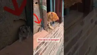 Tom and Jerry in another universe. #animalshorts #tomandjerry