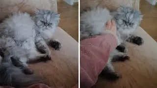 Grumpy cat pushes away owner's attempt to cuddle