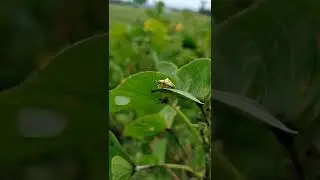 Take-Off Spotted Tortoise Beetle - Aspidomorpha miliaris (Kumbang Kura-kura) / Lembing