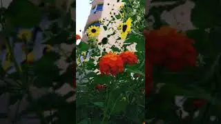 Great Day Friends 🌞 short video on YouTube