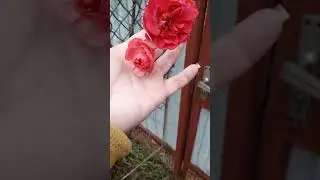 31 декабря 2023 г.