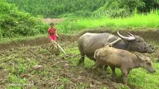 Primitive Technology Smart - Use buffalo to plow the land to grow rice in the Village