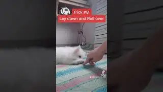 Trick no. 8 Laydown and Roll-Over #pomeranian #dog #dogtraining #dogtricks #puppies #puppy
